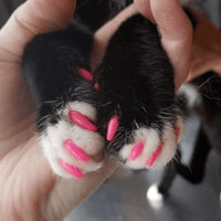 SoftPaws Silicone Cat Nail Caps