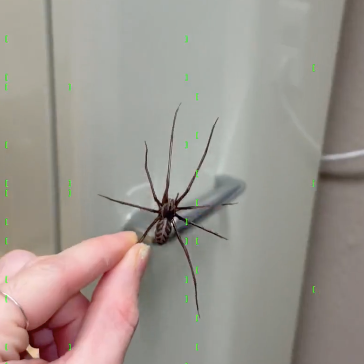 Plastic Spider Magnets