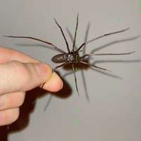 Plastic Spider Magnets