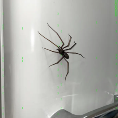 Plastic Spider Magnets