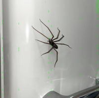 Plastic Spider Magnets